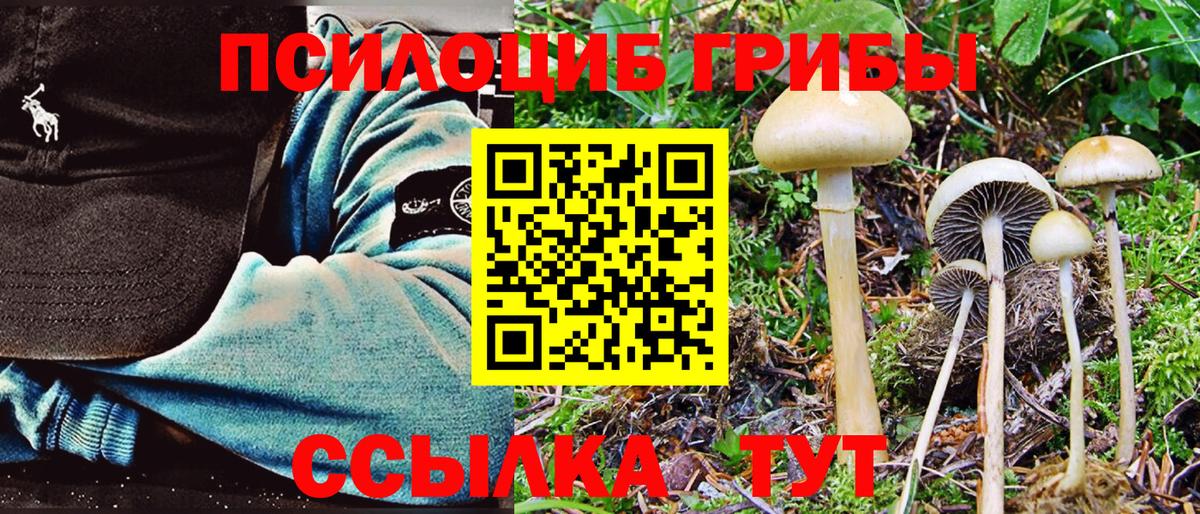 Псилоцибиновые грибы Cubensis Баксан